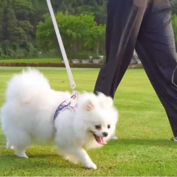 AMTOR MEDIUM DOG HARNESS/LEASH. Reflective Harness. - Picture 4 of 9